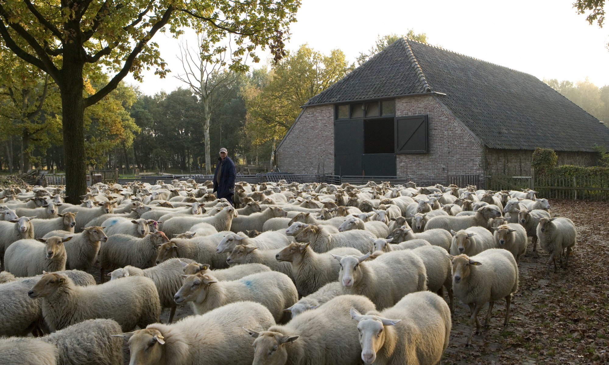 Schaapskudde Heeze Schaapskudde Heeze