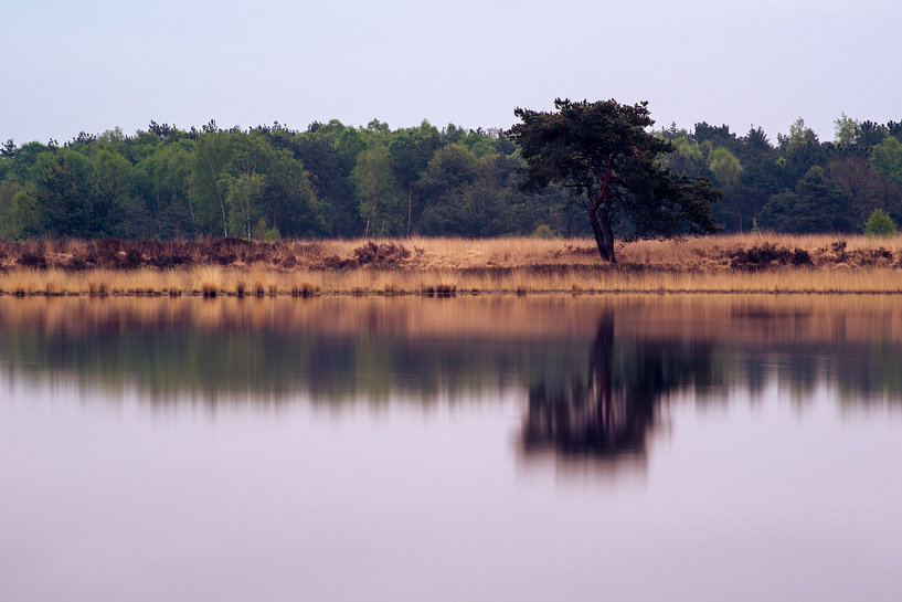 Schapenbegrazing 8 Braakhuizense Heide Braakhuizense Heide