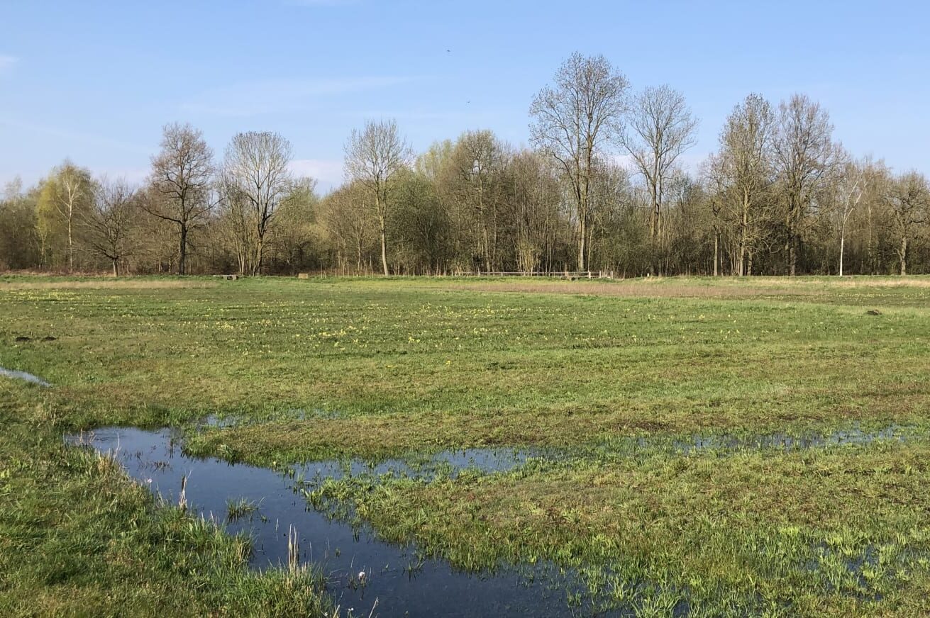 Schapenbegrazing 13 De Plateaux e1601475641719 De Plateaux