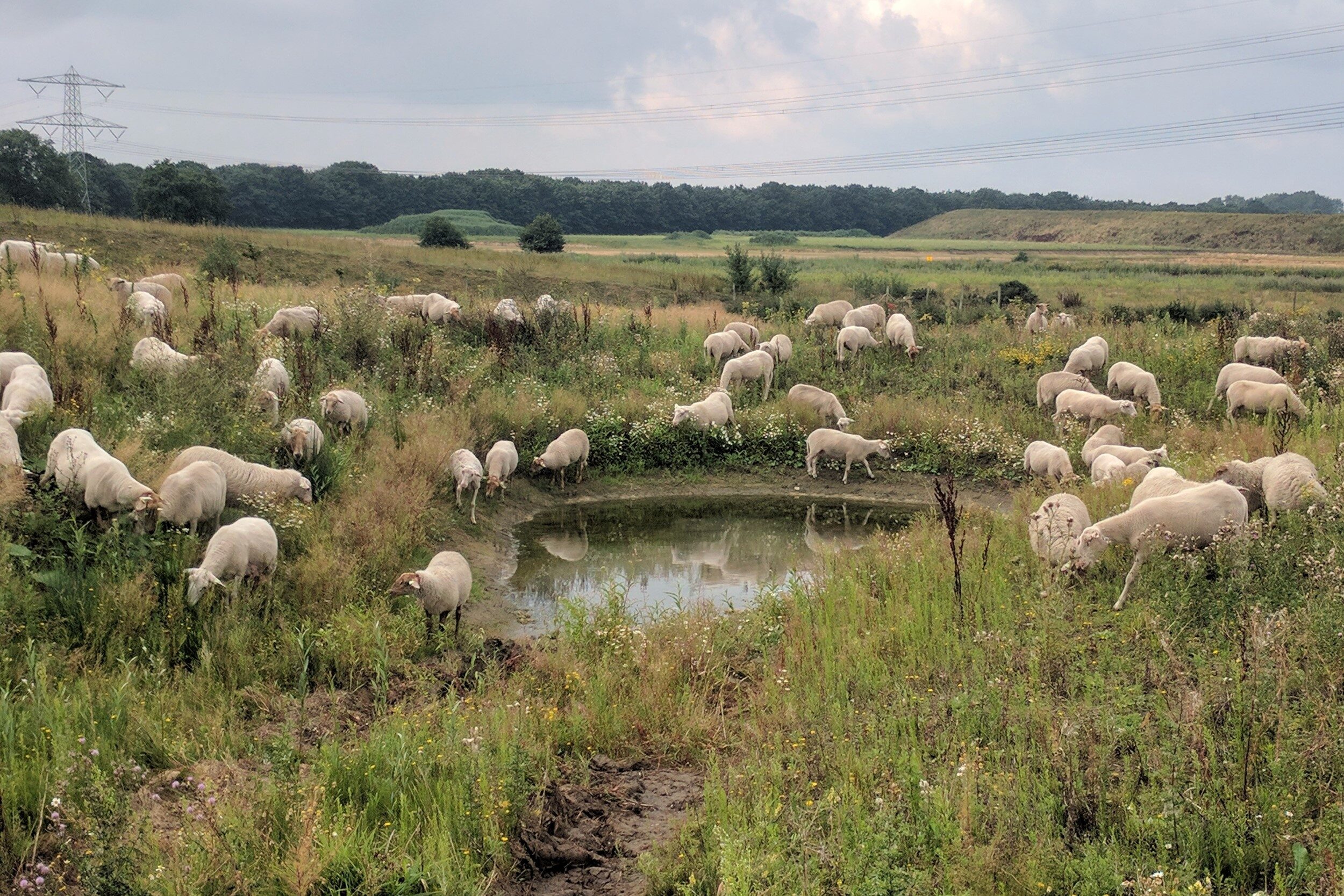 Schapenbegrazing 21 Greenport Venlo 1 e1601475813261 Greenport Venlo