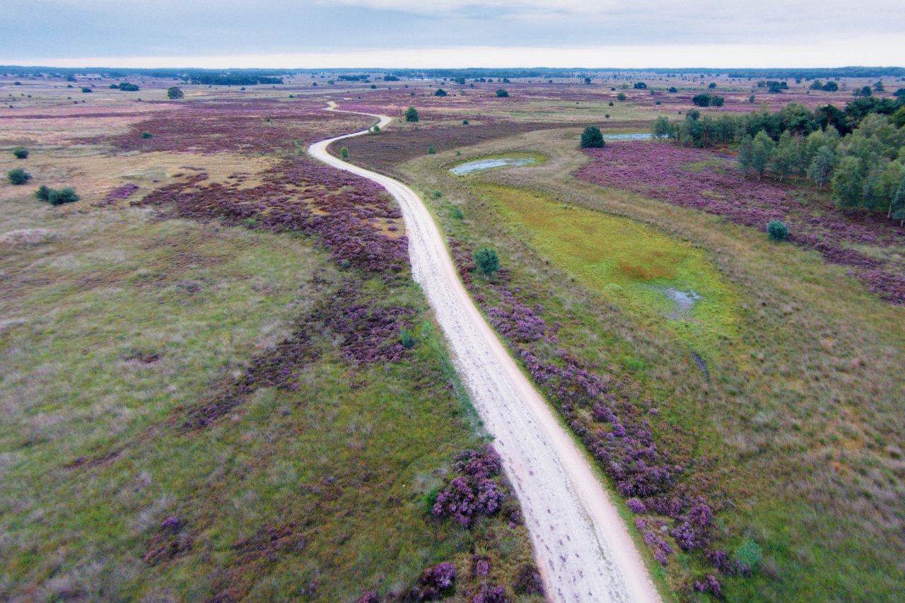 Schapenbegrazing 17 Groote Heide Heeze Groote Heide Heeze