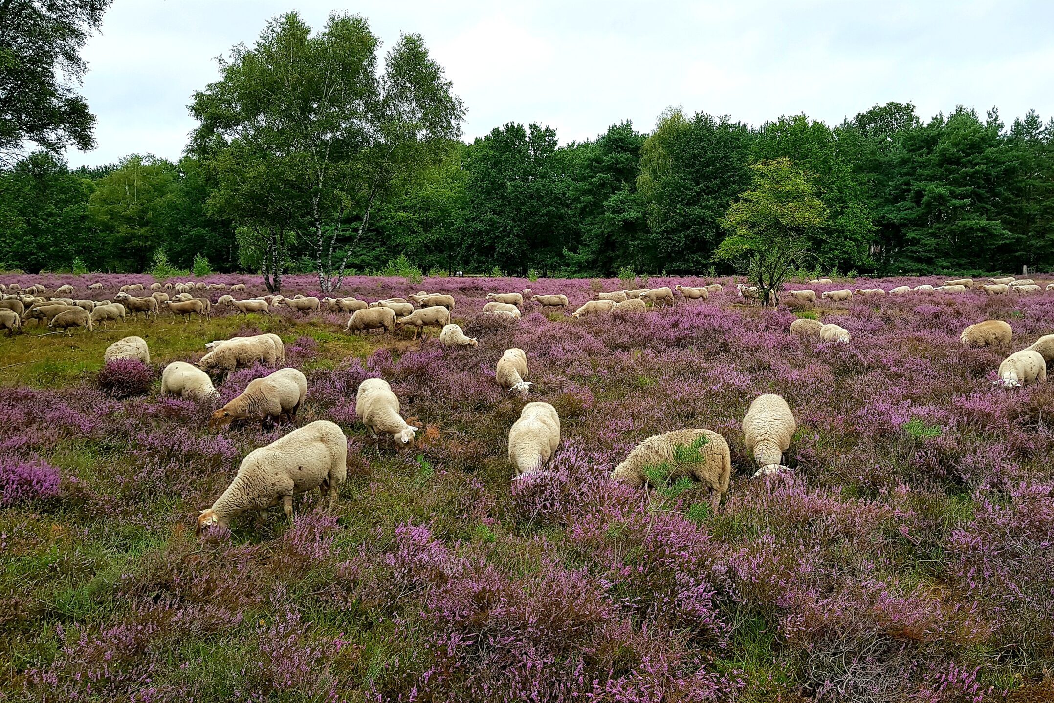 Schapenbegrazing 20 Groote Heide Venlo scaled e1601475793765 Groote Heide Venlo
