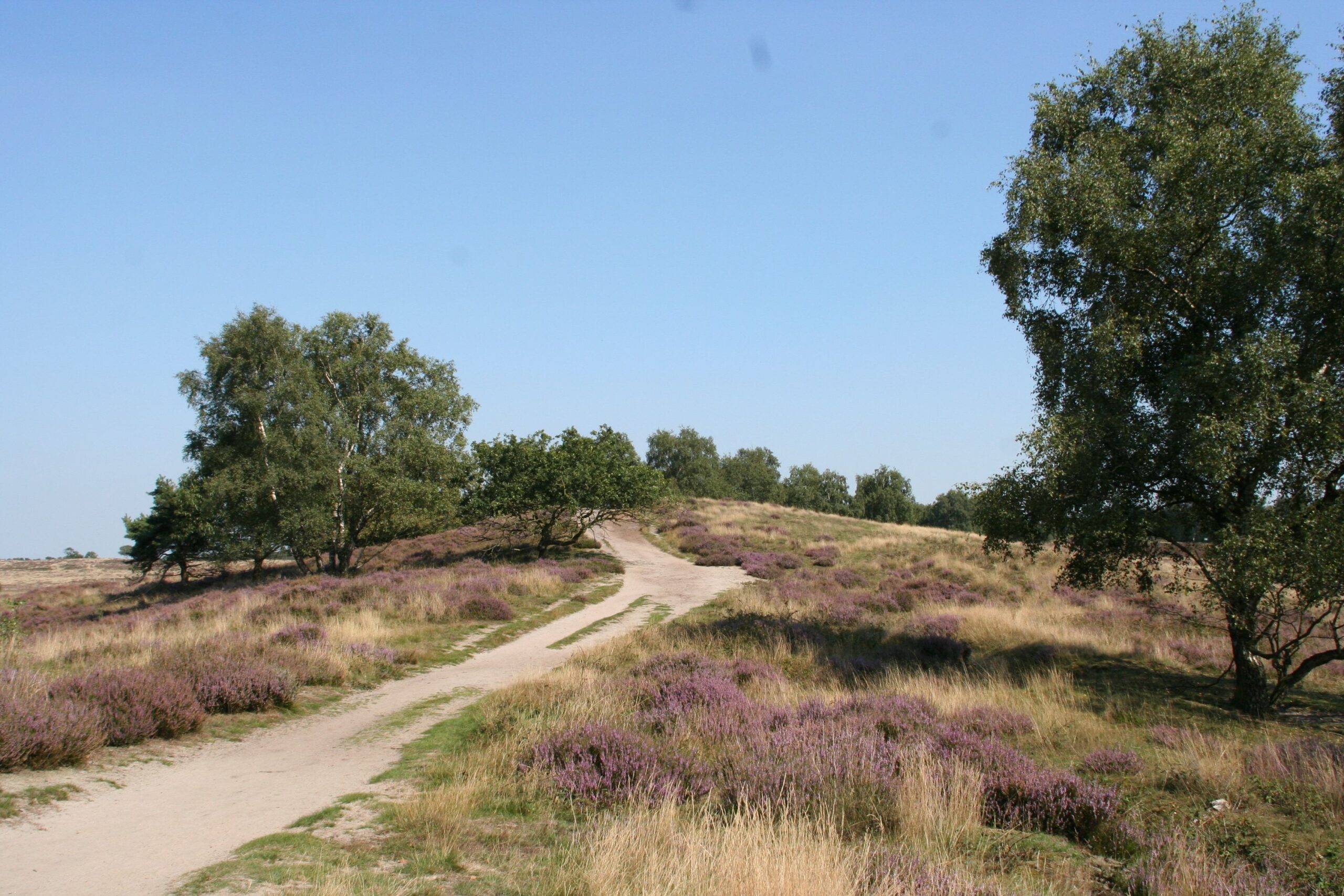 Nationaal Park De Maasduinen - De Hamert