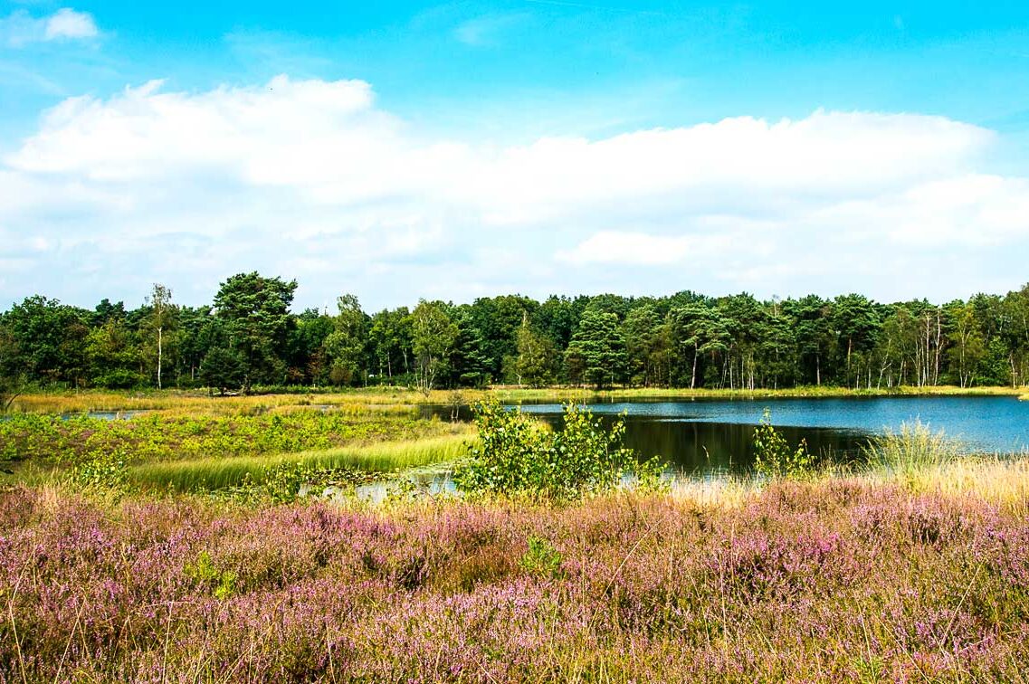 Stadsbegrazing Maasgouw