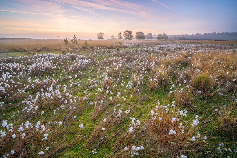 Schapenbegrazing 15 Meerven Meerven Heeze
