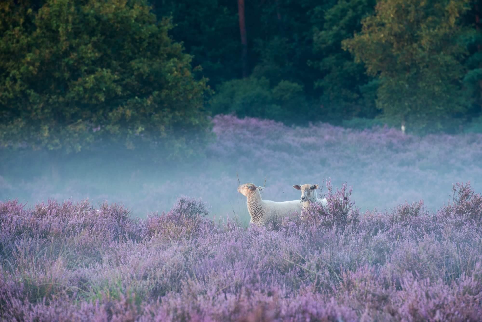 Nationaal Park de Meinweg 1