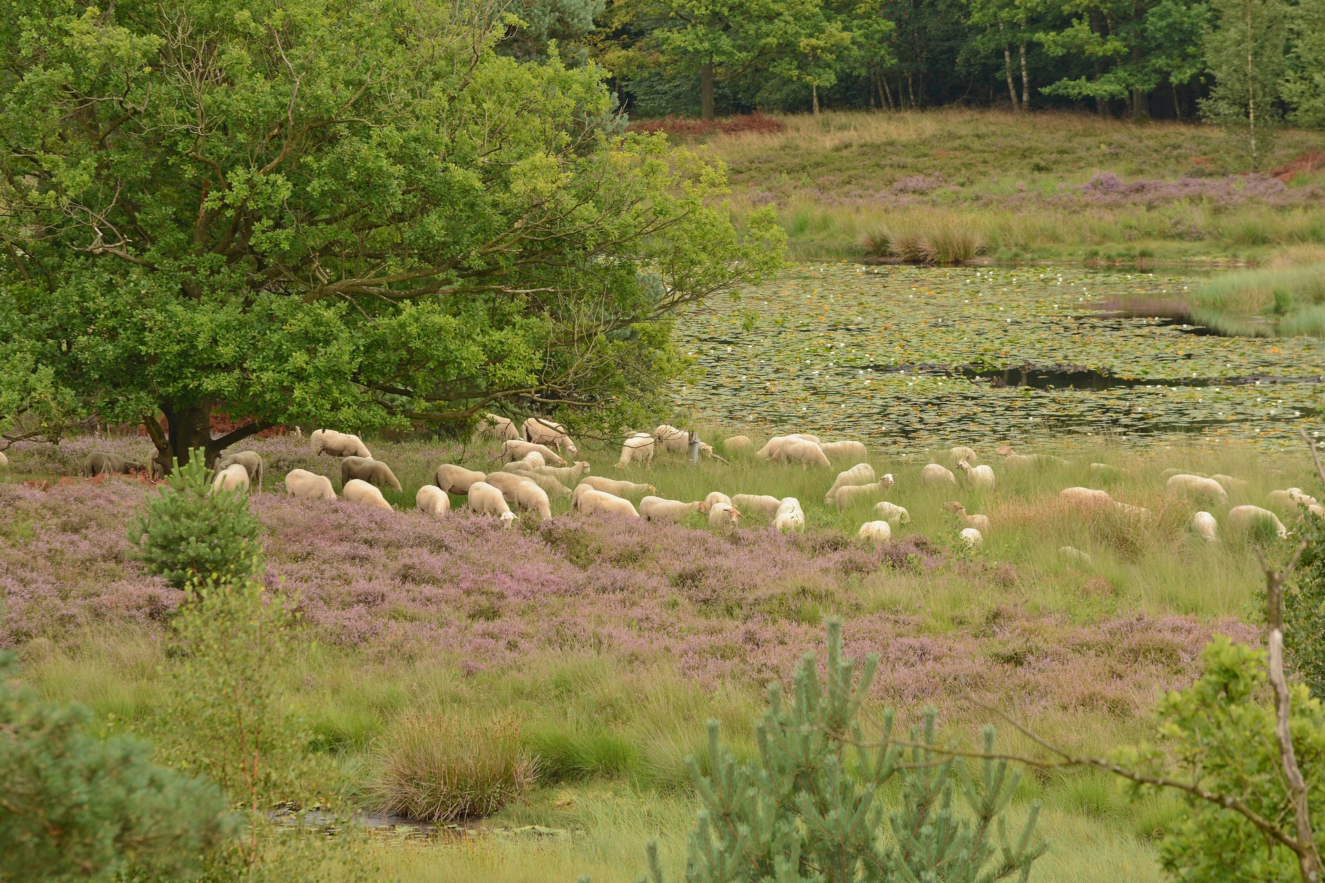 Nationaal Park De Maasduinen - Ravenvennen