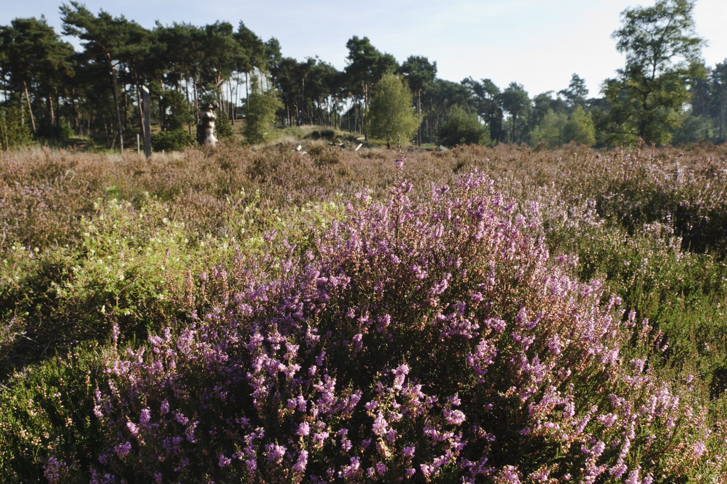 Schapenbegrazing 11 Stippelberg Bakel 1 e1601475607849 Stippelberg Bakel