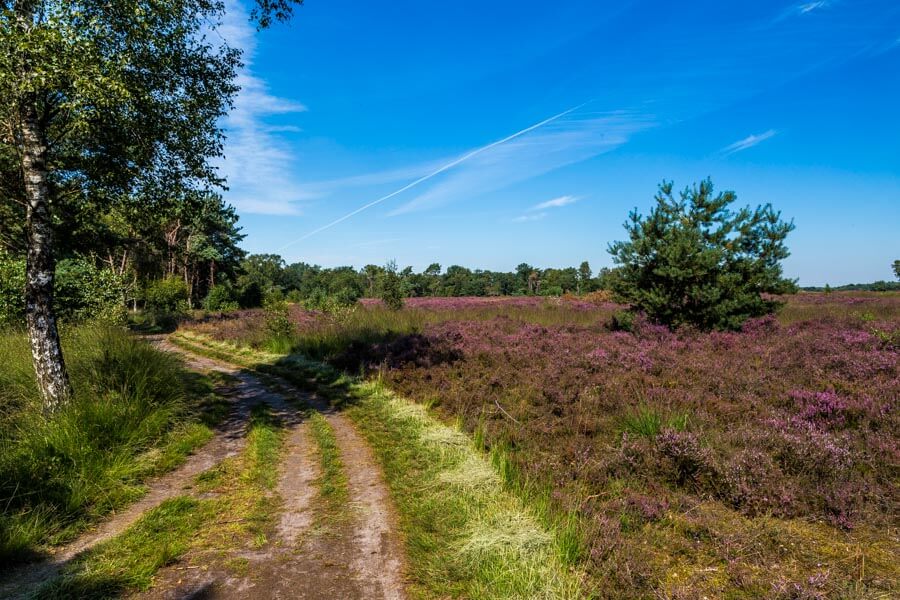 Schapenbegrazing 2 Strabrechtse Heide 1 Strabrechtse Heide Noord