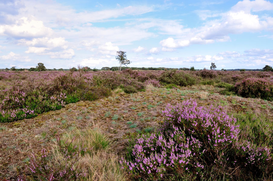 Strabrechtse Heide Zuid