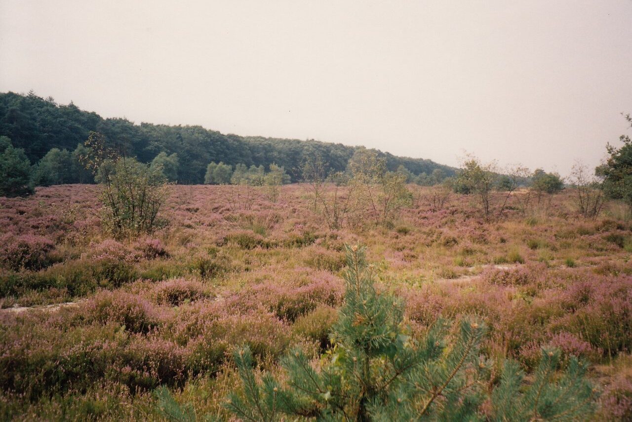 Strabrechtse Heide