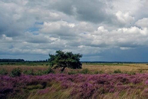 Schapenbegrazing 12 Valkenhorst e1601475626435 Valkenhorst