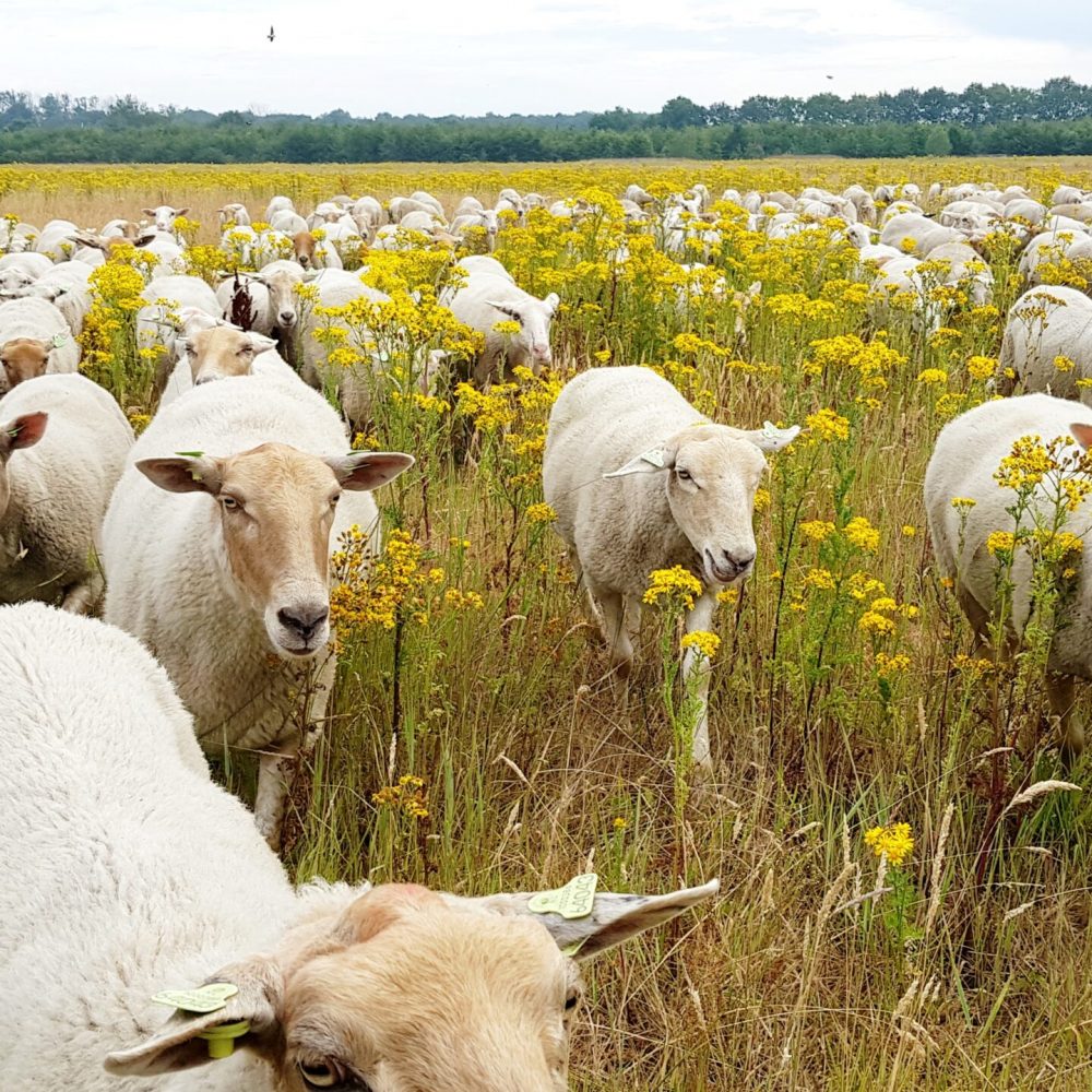 Schapenbegrazing Beatrixhoeve