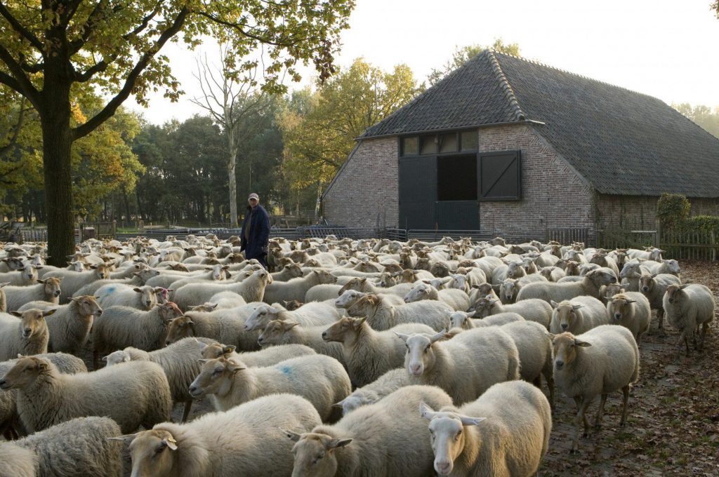 Schaapskudde Heeze Schaapskudde Heeze